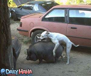 Dog Humping Pig Picture
