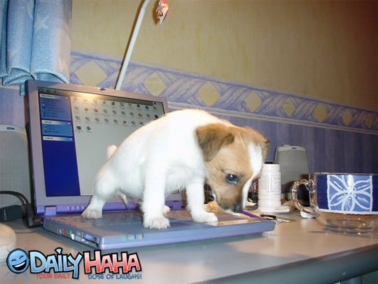 Dog In Major Trouble