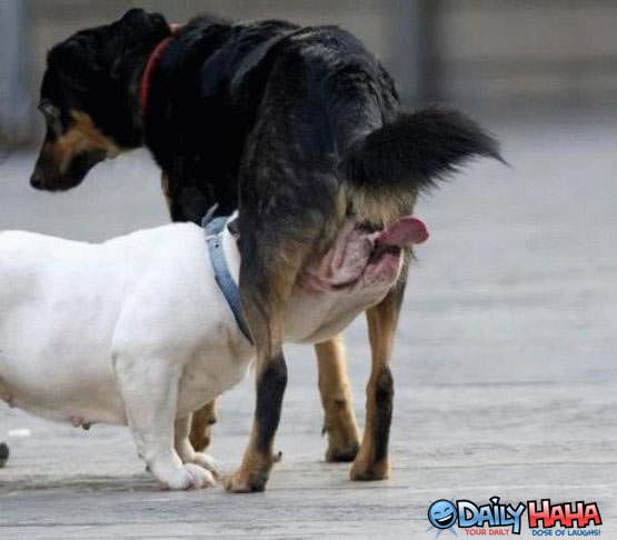 Dog lick