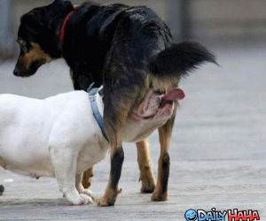 Dog lick
