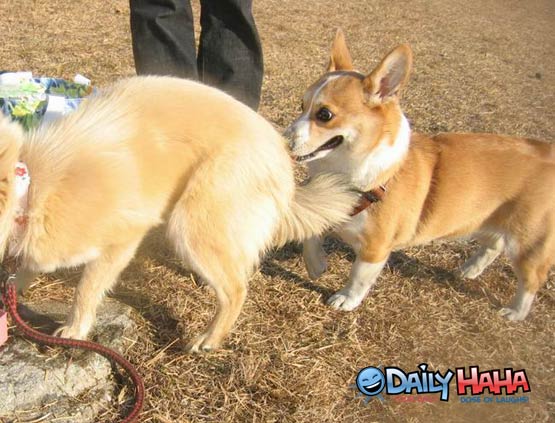Dog likes sniffing butts picture