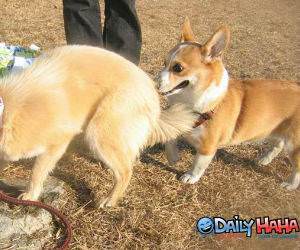 Dog likes sniffing butts picture