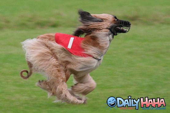 Muzzle Dog Running Picture