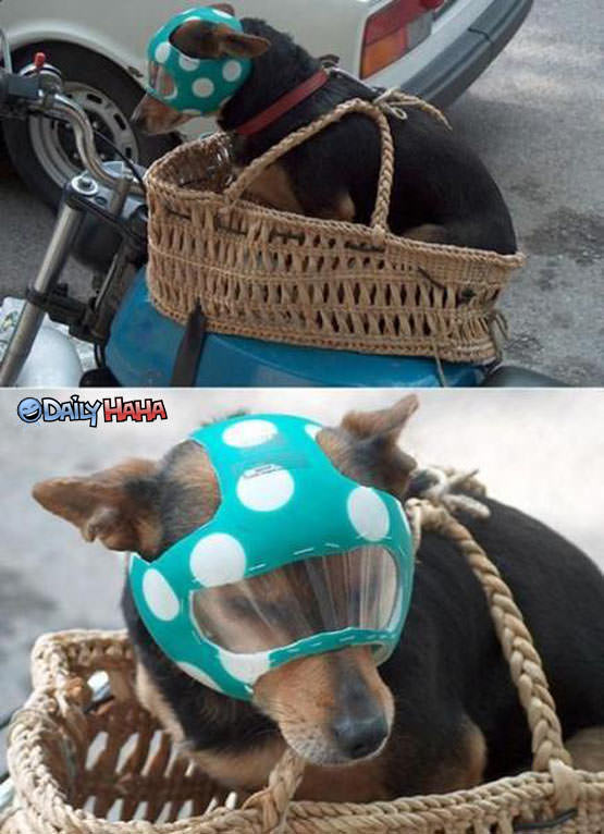 Dog Rider Costume
