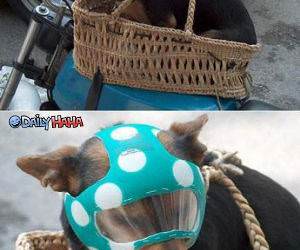 Dog Rider Costume