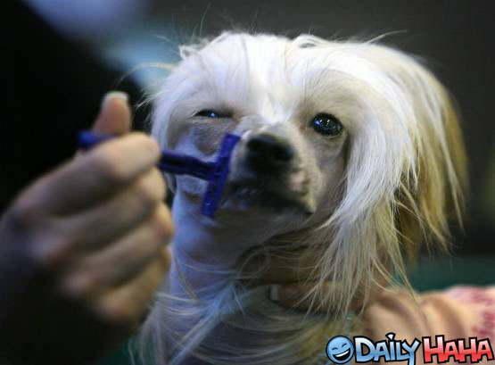 Dog Shaving