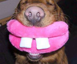 Dog That is seriously happy