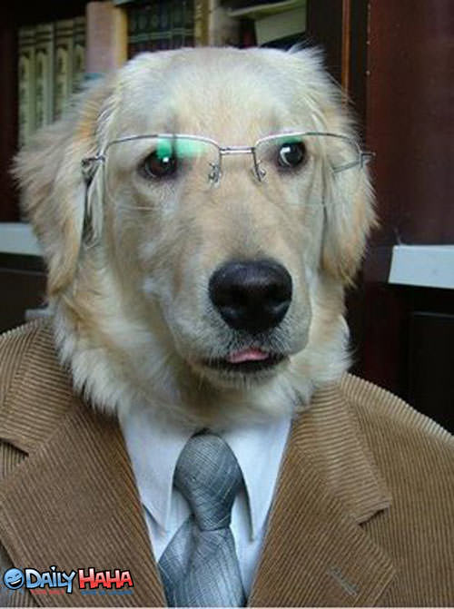 Dog Wearing a Suit