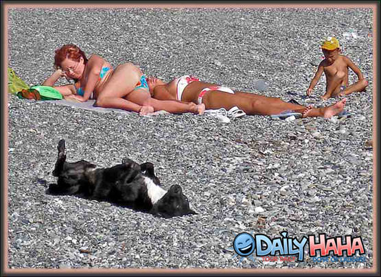 Sun Tanning Dog