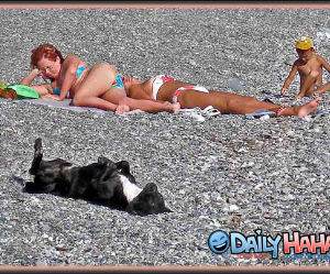 Sun Tanning Dog
