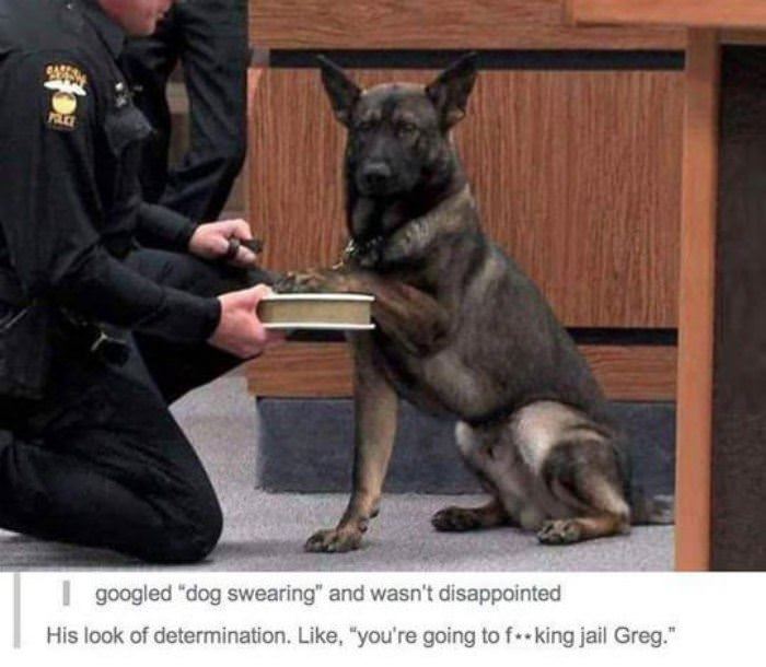 dog swearing funny picture
