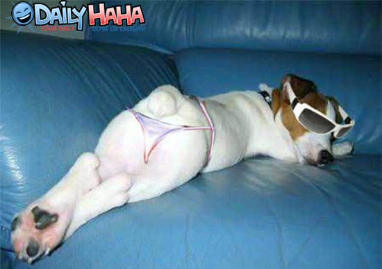 Dog Thong