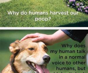 dog thoughts funny picture