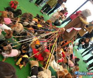 Professional Dog Walker