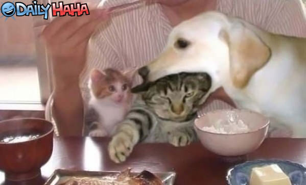Dog eating Cat