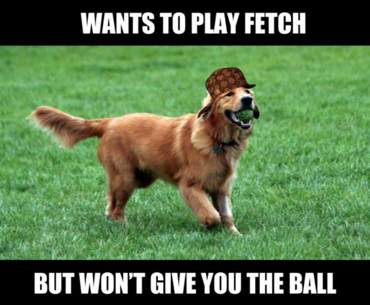 dog wants to play fetch funny picture
