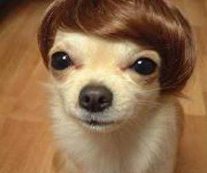 dog wearing a Wig