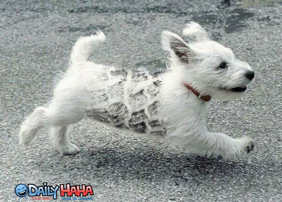 Dog with track marks