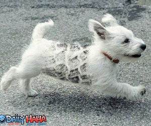 Dog with track marks