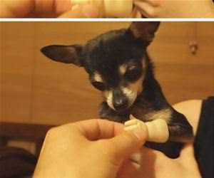 dog without paws funny picture