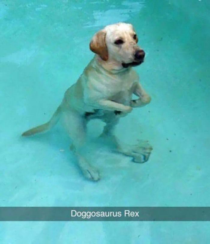 doggosaurus rex funny picture