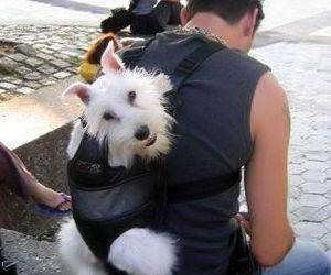 Real Doggie Bag