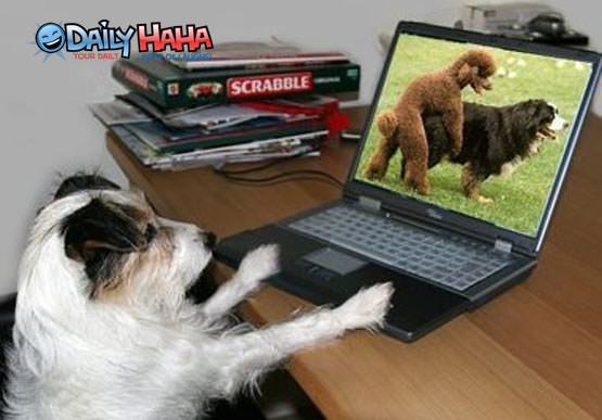 Doggy Porn