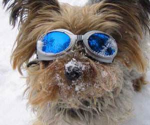 Dog Sunglasses