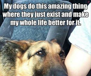 dogs are amazing