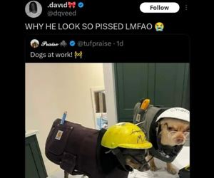 dogs at work