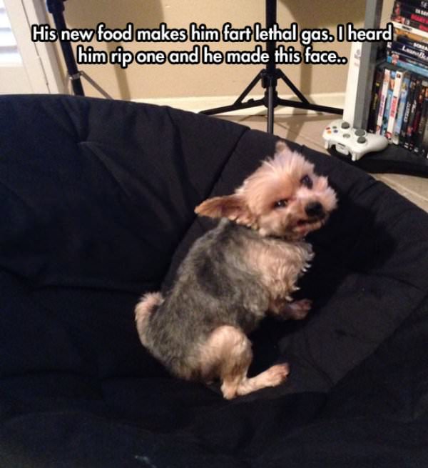 Dogs New Food funny picture