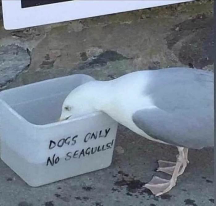 dogs only