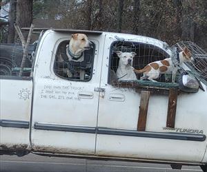 dogs own the truck