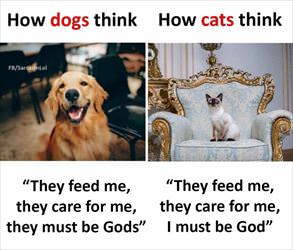 dogs vs cats ... 2