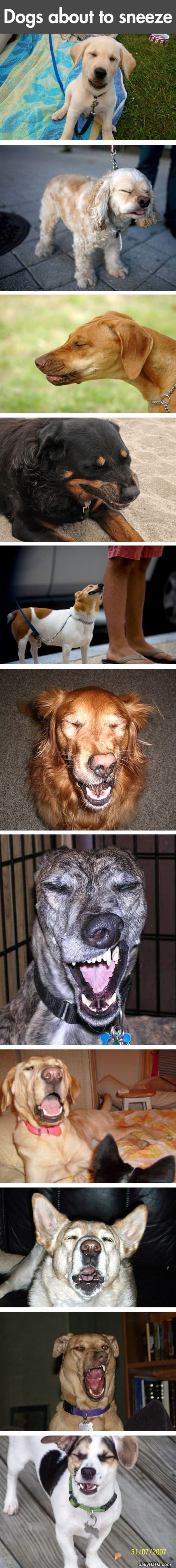 dogs about to sneeze funny picture