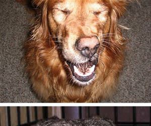 dogs about to sneeze funny picture