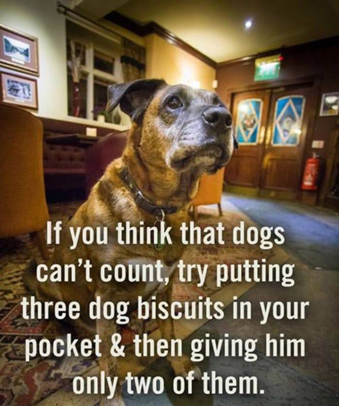 dogs can count funny picture