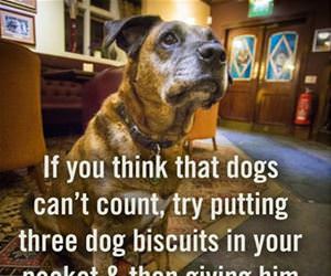 dogs can count funny picture