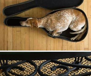 dogs can fall asleep anywhere funny picture