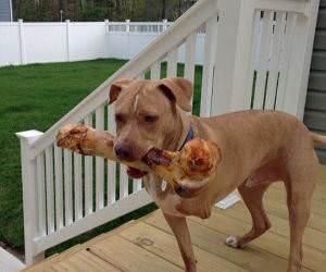 dogs crazy bone funny picture