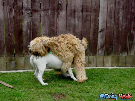 Humping Dogs