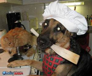 Dogs Favorite Dish Funny Picture
