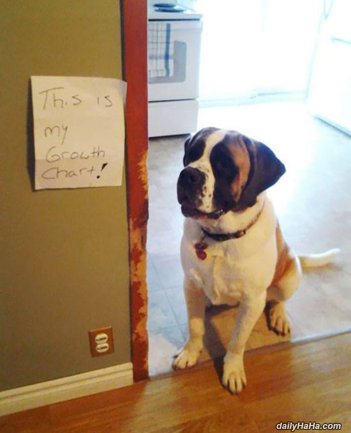dogs growth chart funny picture