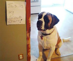 dogs growth chart funny picture