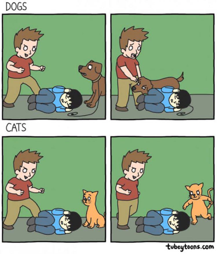 dogs vs cats funny picture