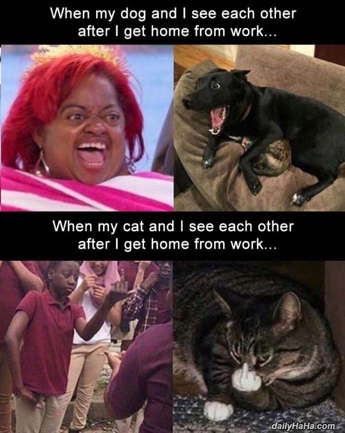 dogs vs cats funny picture