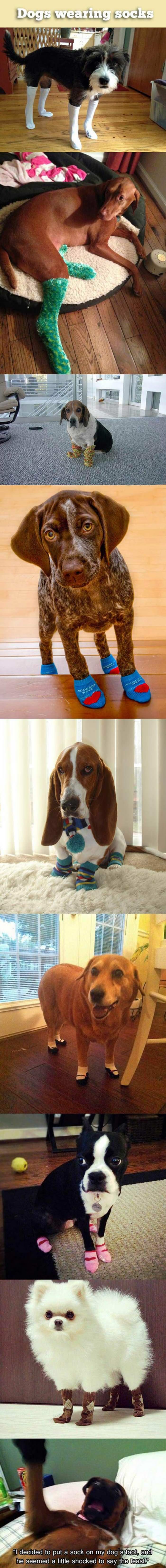 dogs wearing socks funny picture