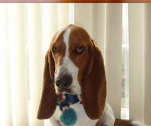 dogs wearing socks funny picture