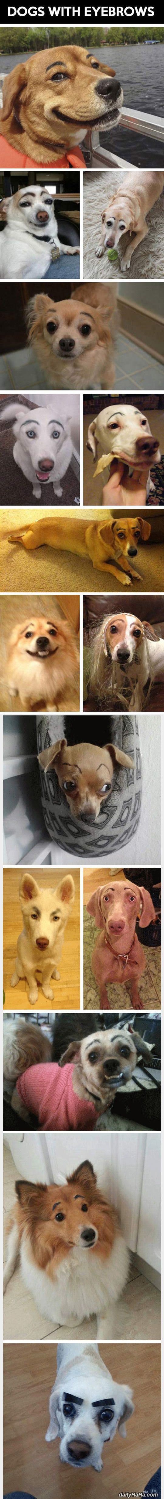 dogs with eyebrows funny picture