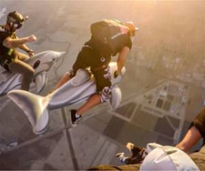 dolphin diving funny picture